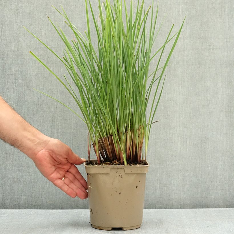 Ejemplar de Dianella revoluta Coolvista Maceta 3L/4L entregado en verano