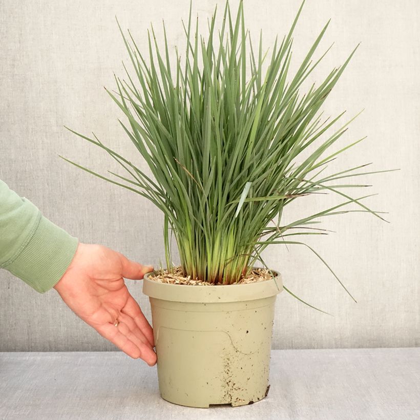 Dianella revoluta Coolvista Maceta 3L/4L Ejemplar entregado en invierno