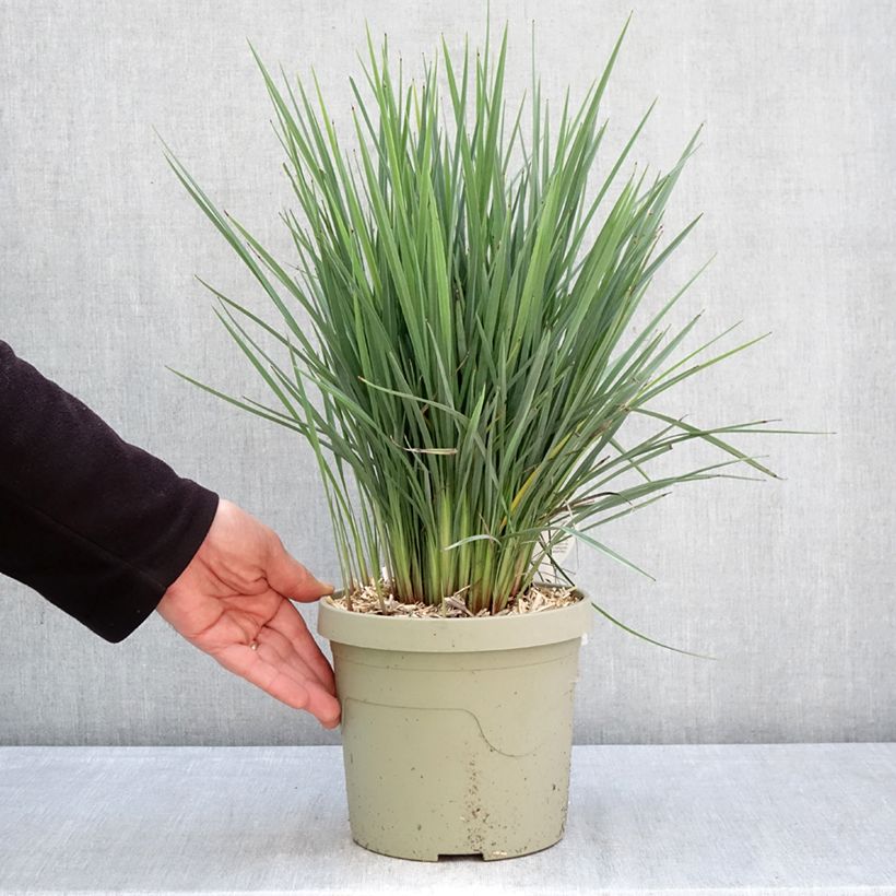 Dianella revoluta Coolvista Maceta 3L/4L Ejemplar entregado en la primavera