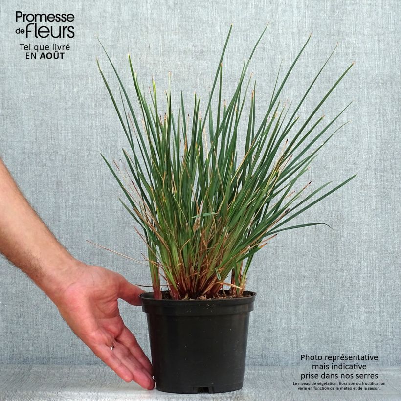 Ejemplar de Dianella revoluta Little Rev Maceta 2L/3L entregado en verano