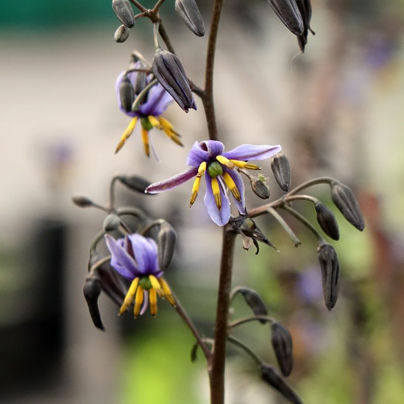Dianella tasmanica Blaze (Floración)