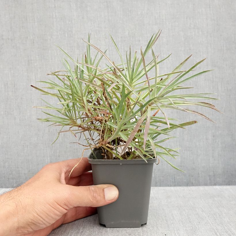 Ejemplar de Dianthus allwoodii Alice Maceta de 8/9 cm entregado en otoño