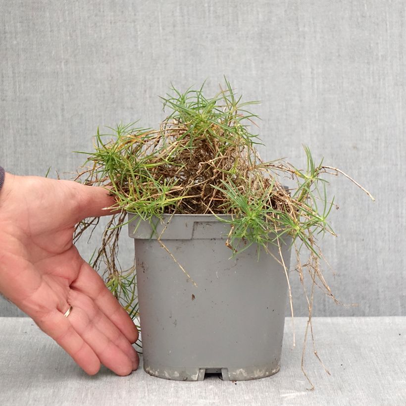 Ejemplar de Dianthus arenarius - Clavel Maceta 2L/3L entregado en otoño