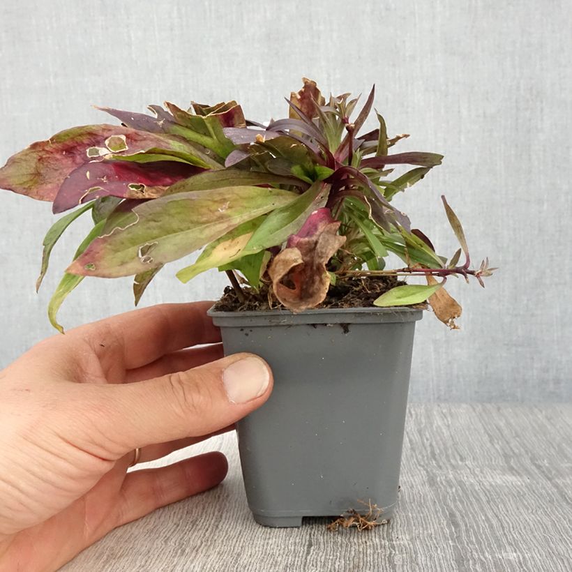 Clavel del poeta Oeschberg - Dianthus barbatus Maceta de 8/9 cm Ejemplar entregado en la primavera