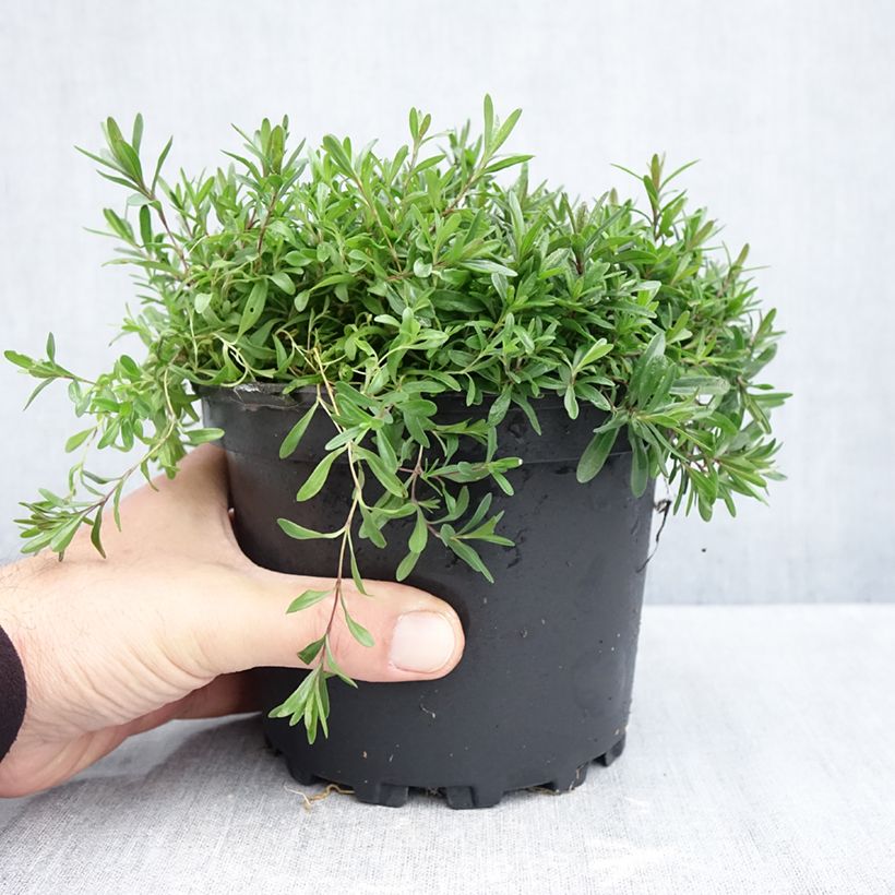 Ejemplar de Clavellina - Dianthus deltoides Flashing Light Maceta 2L/3L entregado en otoño