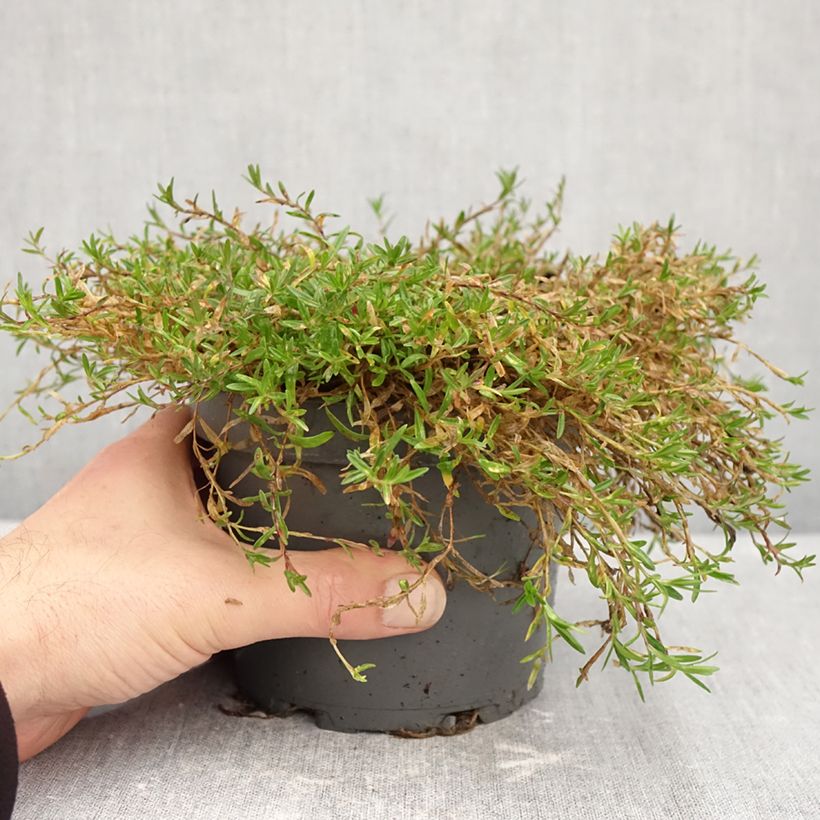 Ejemplar de Clavellina - Dianthus deltoides Maceta 1,5L/2L entregado en otoño