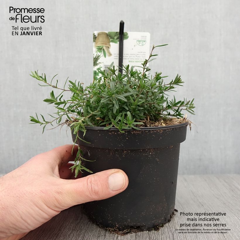 Clavellina - Dianthus deltoides Maceta 1,5L/2L Ejemplar entregado en invierno