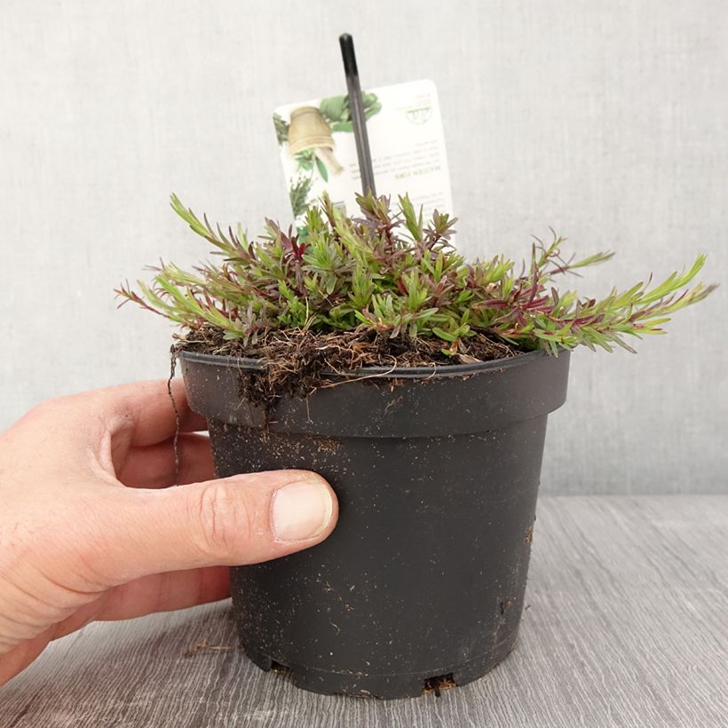 Clavellina - Dianthus deltoides Maceta 1,5L/2L Ejemplar entregado en la primavera
