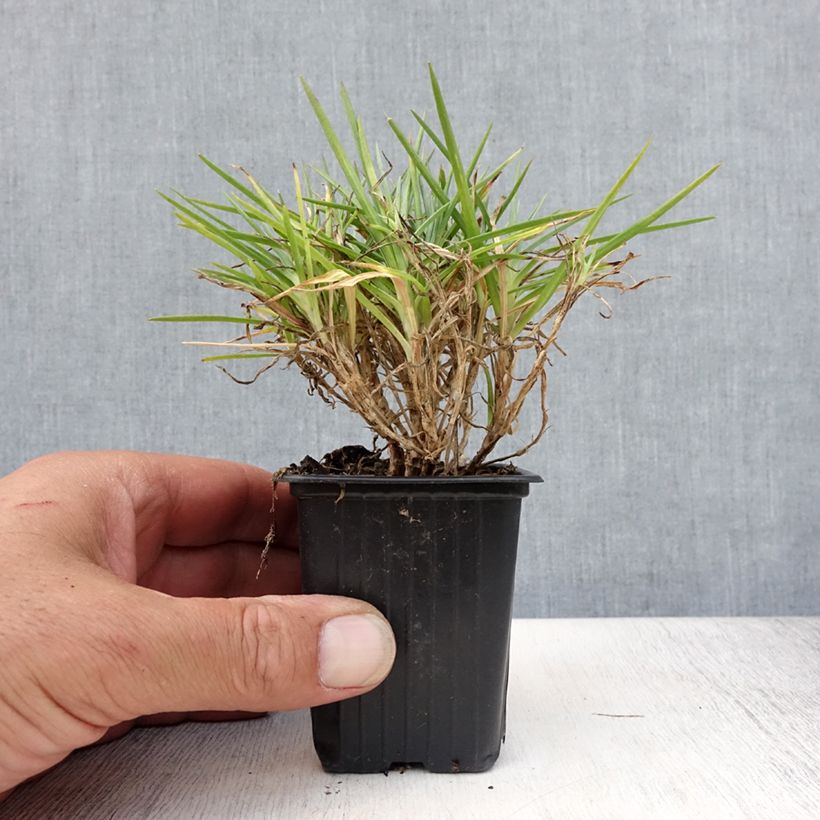 Ejemplar de Dianthus Evening Star - Oeillet nain Godet de 7/8 cm entregado en verano