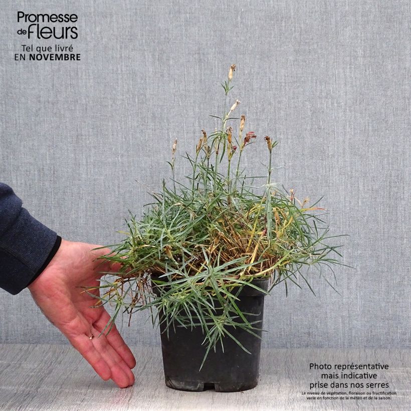 Ejemplar de Clavel - Dianthus gratianopolitanus Badenia Maceta 2L/3L entregado en otoño