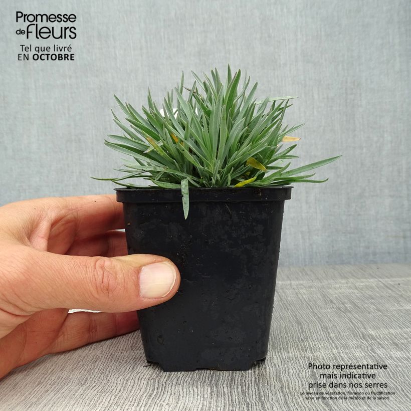 Ejemplar de Dianthus gratianopolitanus Bombardier - Clavel  Maceta de 8/9 cm entregado en otoño