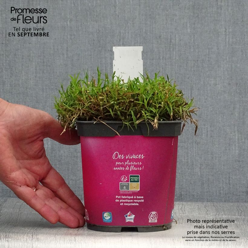 Ejemplar de Clavel - Dianthus gratianopolitanus Kahori Maceta 2L/3L entregado en otoño