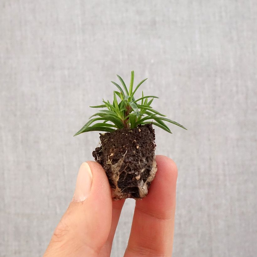 Clavel coronado Merci Fleuri - Dianthus plumarius minicepellón: Ø 1,5/2,5 cm Ejemplar entregado en la primavera