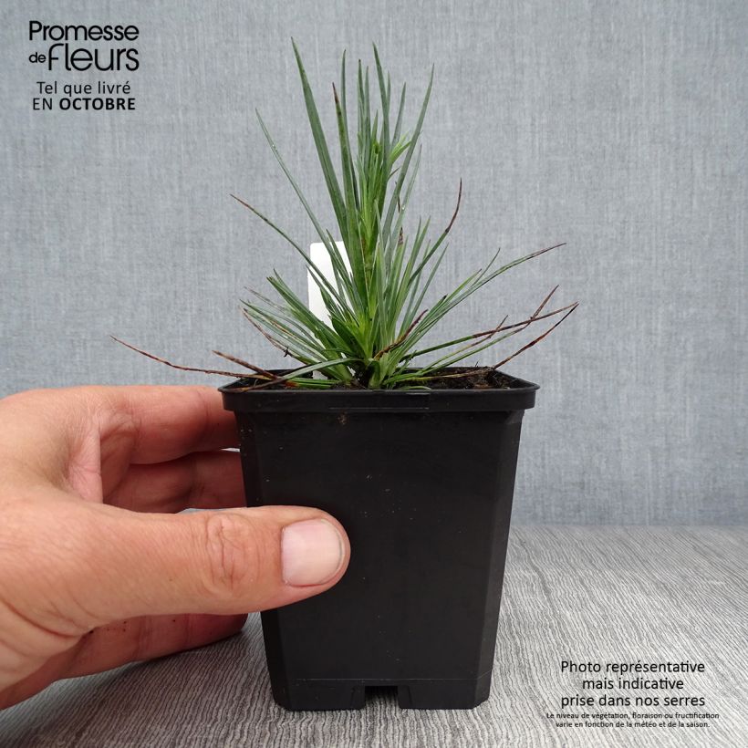 Ejemplar de Clavel coronado David - Dianthus plumarius Maceta de 8/9 cm entregado en otoño