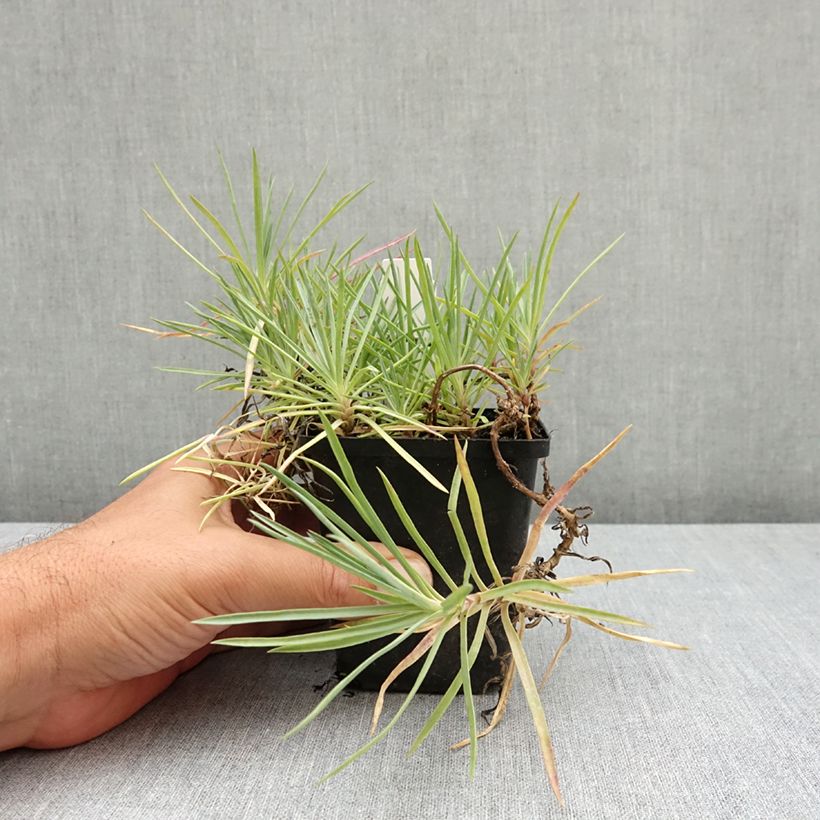 Ejemplar de Clavel coronado Flore Pleno Albus - Dianthus plumarius Maceta de 8/9 cm entregado en verano