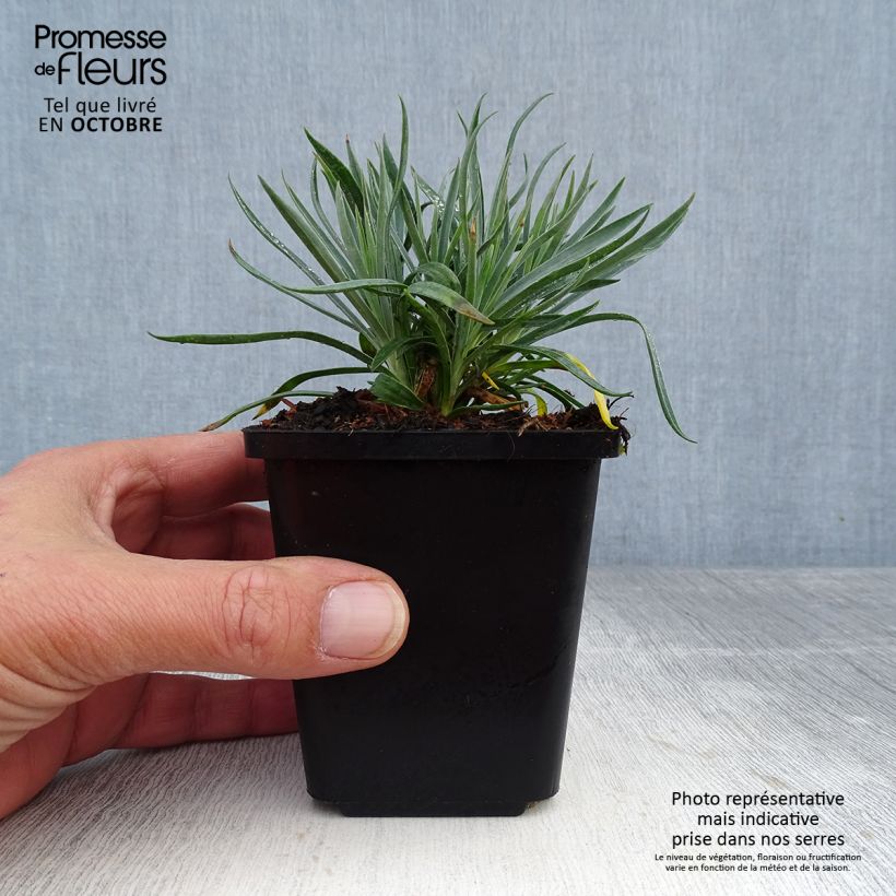 Ejemplar de Clavel coronado Heidi - Dianthus plumarius Maceta de 8/9 cm entregado en otoño