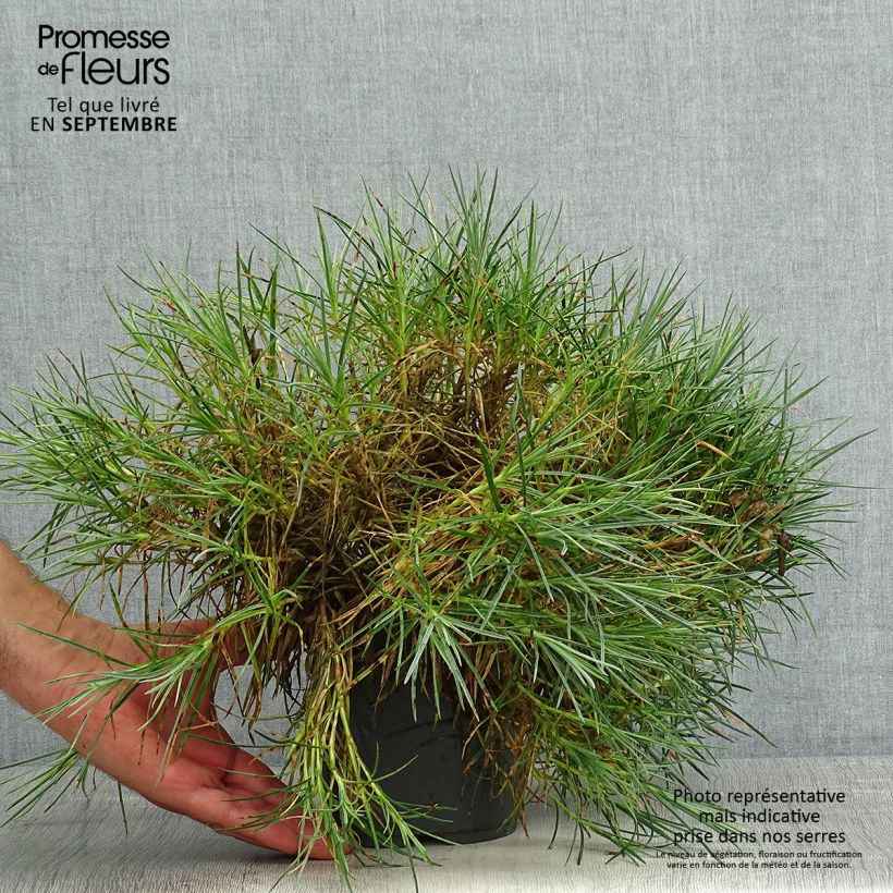 Ejemplar de Clavel coronado Moulin Rouge - Dianthus plumarius Maceta 2L/3L entregado en verano