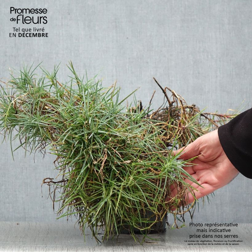 Clavel coronado Moulin Rouge - Dianthus plumarius Maceta 2L/3L Ejemplar entregado en invierno