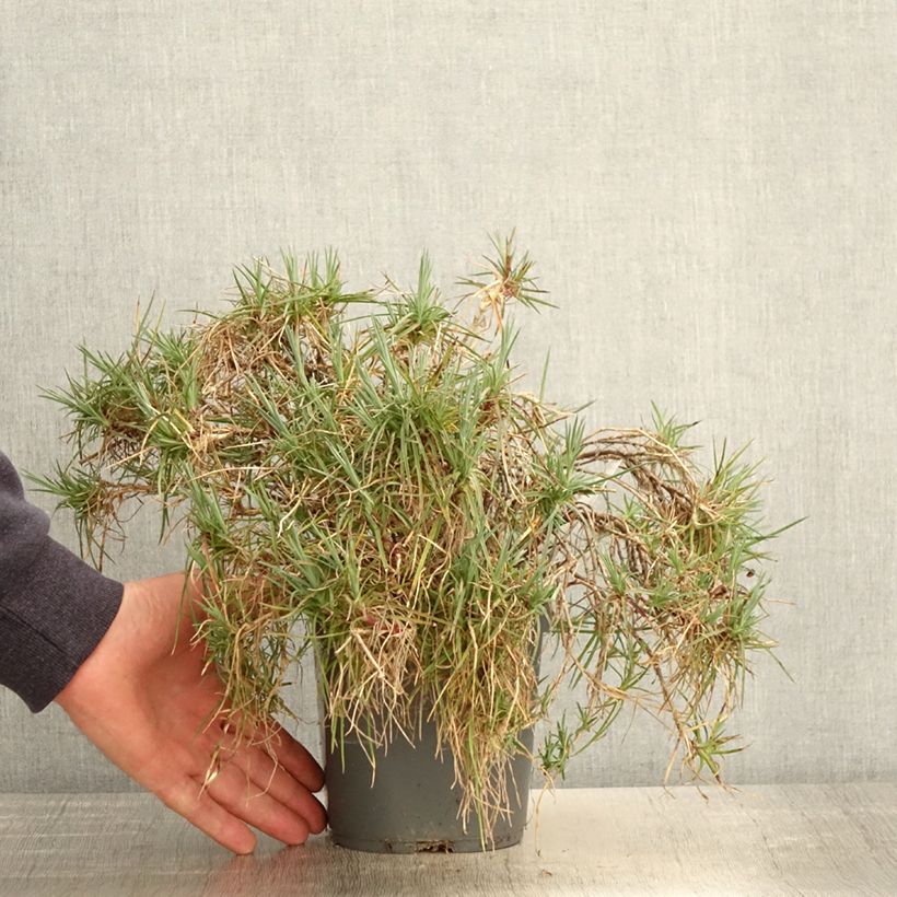 Clavel coronado Moulin Rouge - Dianthus plumarius Maceta 2L/3L Ejemplar entregado en la primavera