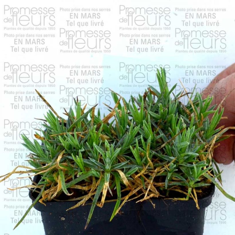 Ejemplo de ejemplar de Clavel coronado Pike s Pink - Dianthus plumarius Maceta de 8/9 cm tal y como se entrega