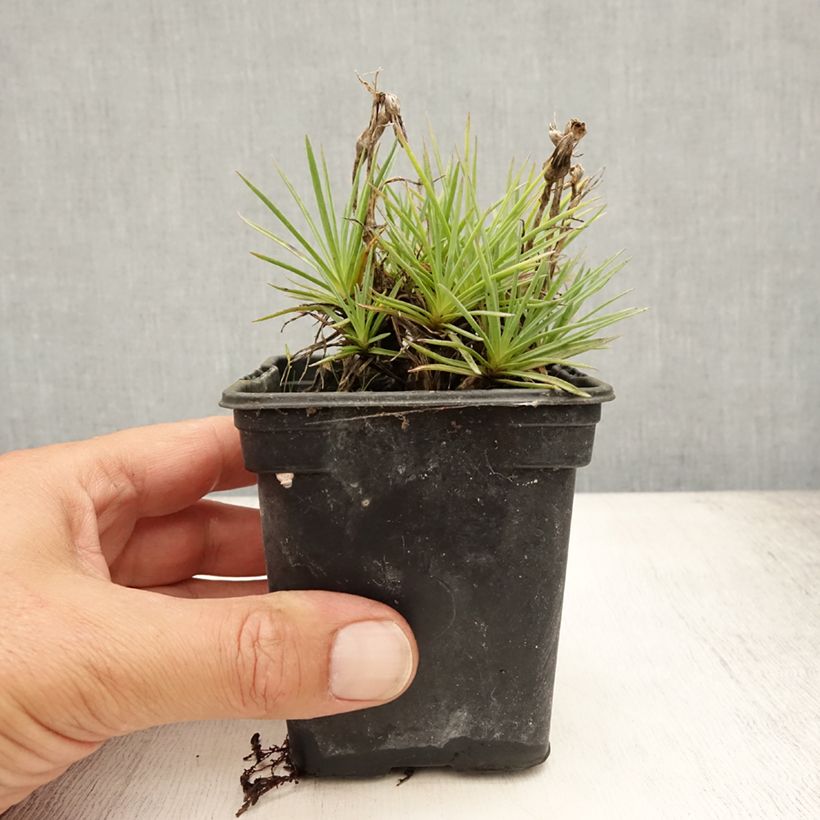 Ejemplar de Dianthus plumarius Scent First Coconut Sundae - Oeillet mignardise Godet de 7/8 cm entregado en verano