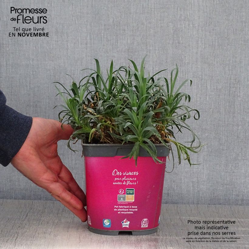 Ejemplar de Clavel coronado Scent First Sugar Plum - Dianthus plumarius Maceta 2L/3L entregado en otoño