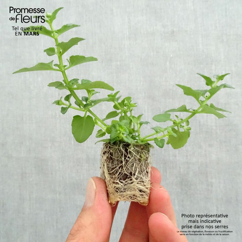 Diascia Breezee Plus Red minicepellón: Ø 1,5/2,5 cm Ejemplar entregado en la primavera