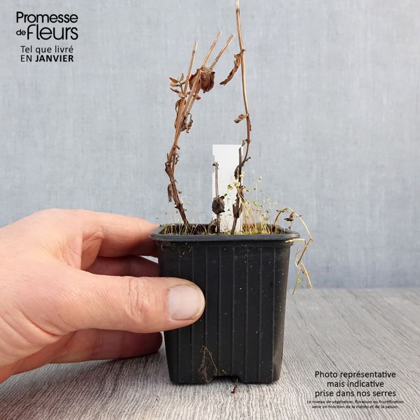 Diascia personata Maceta de 8/9 cm Ejemplar entregado en invierno