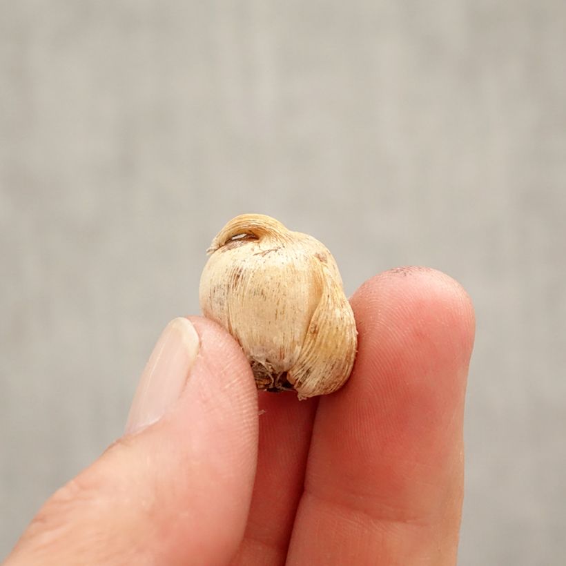 Dichelostemma congestum Bulbo calibre 5+ Ejemplar entregado en la primavera