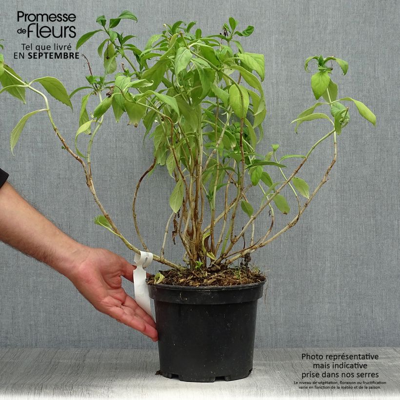 Ejemplar de Dichroa versicolor Round Blue Maceta 3L/4L entregado en otoño