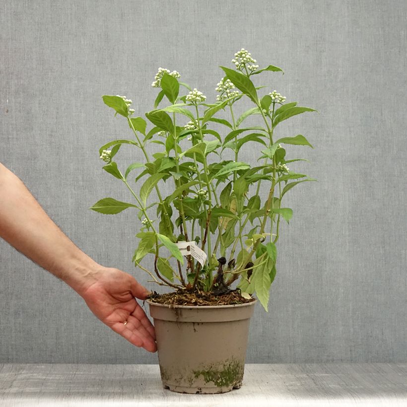 Dichroa versicolor Round Blue Maceta 3L/4L Ejemplar entregado en la primavera