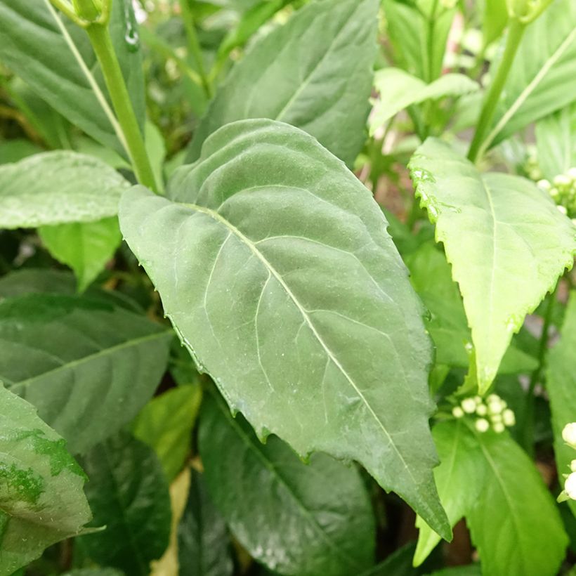 Dichroa versicolor Round Blue (Follaje)