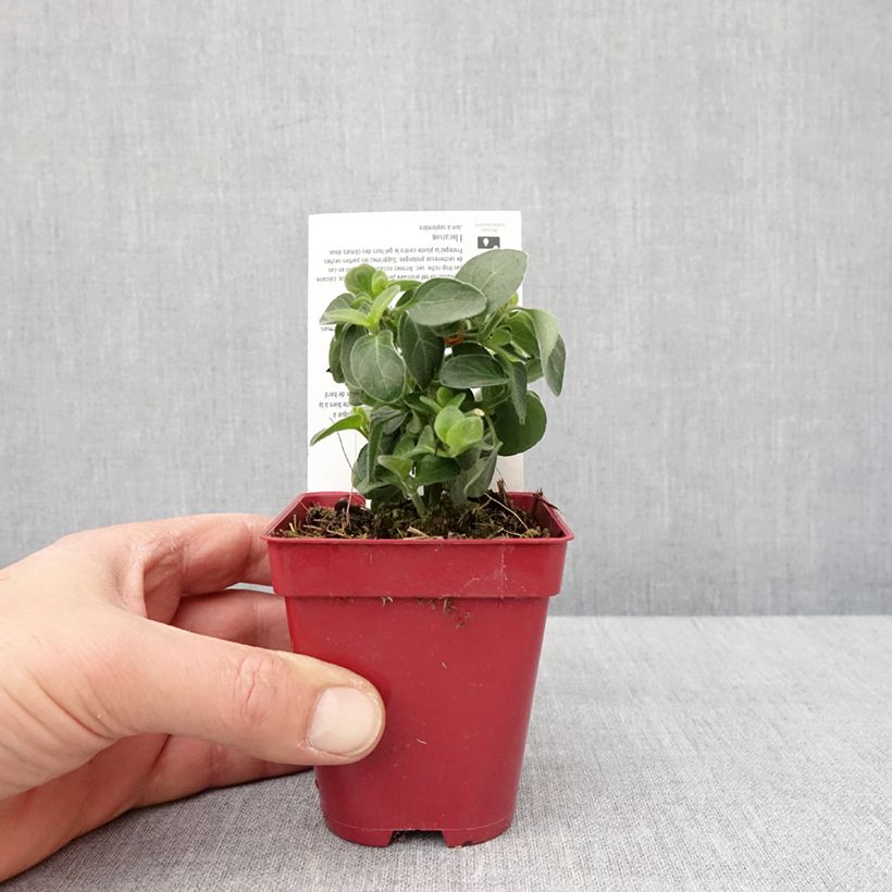 Dicliptera squarrosa - Pega-pega Maceta de 8/9 cm Ejemplar entregado en invierno