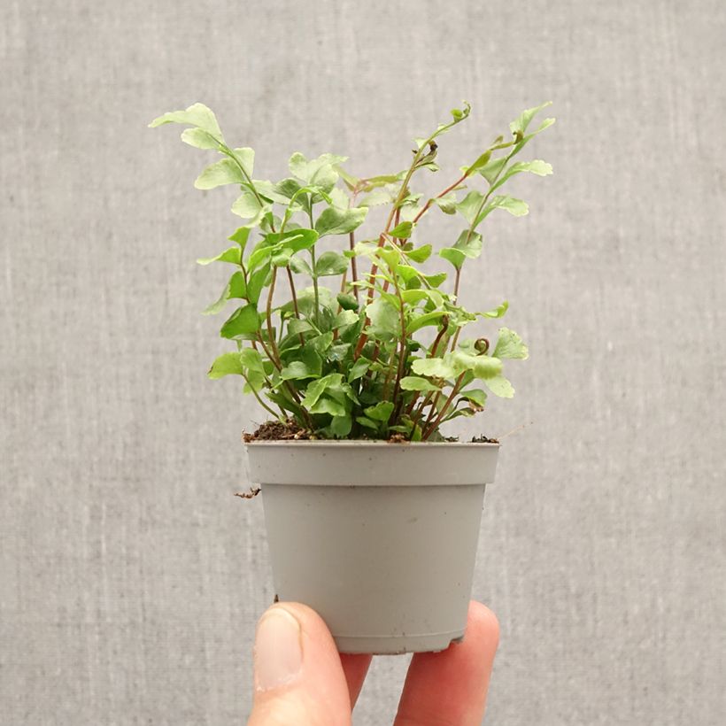 Didymochlaena truncatula - Helecho miniplanta Ejemplar entregado en la primavera