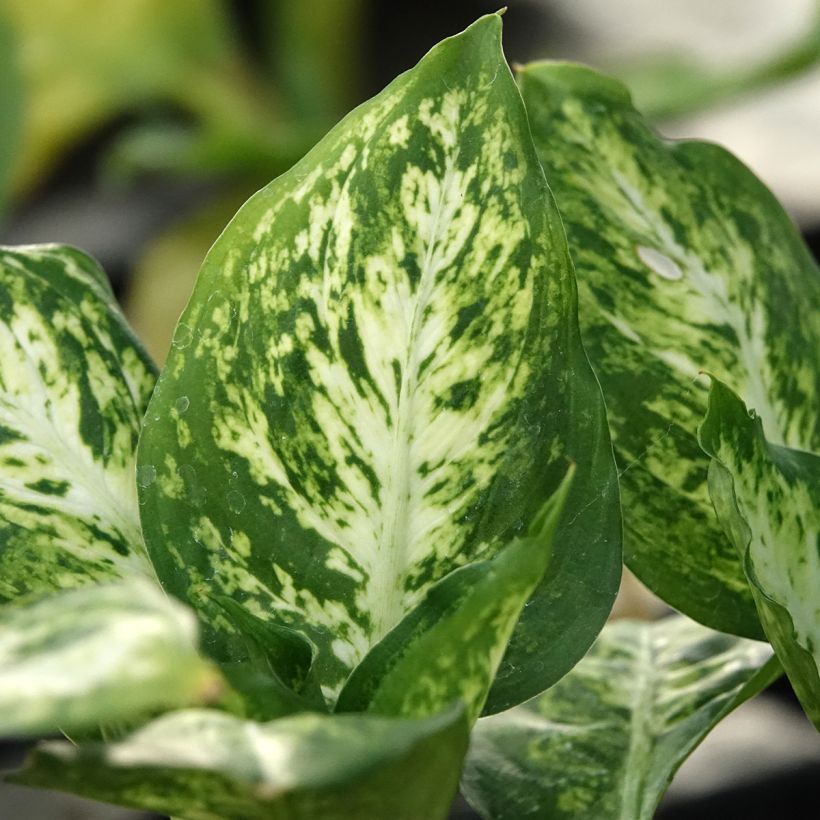 Dieffenbachia maculata Amy (Follaje)