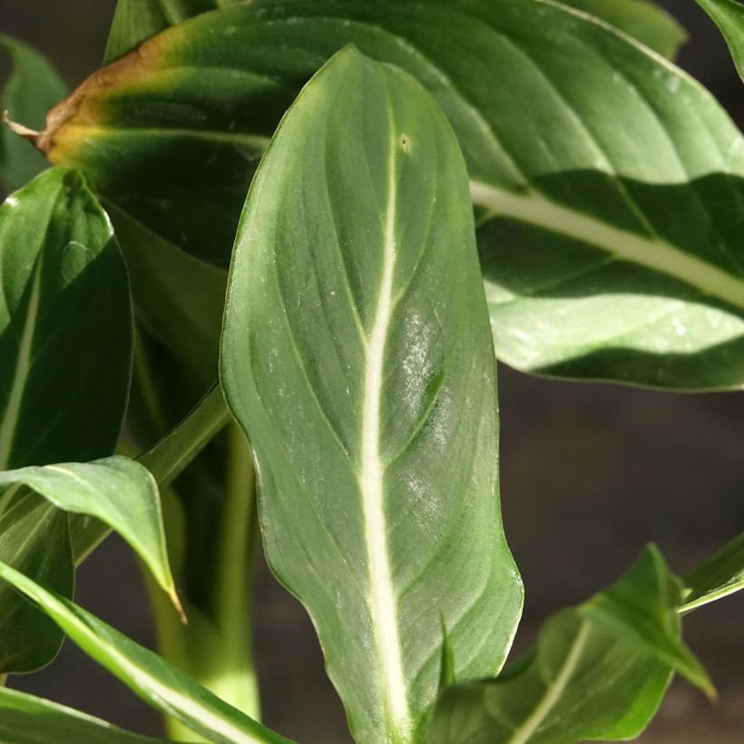 Dieffenbachia Sterling (Follaje)
