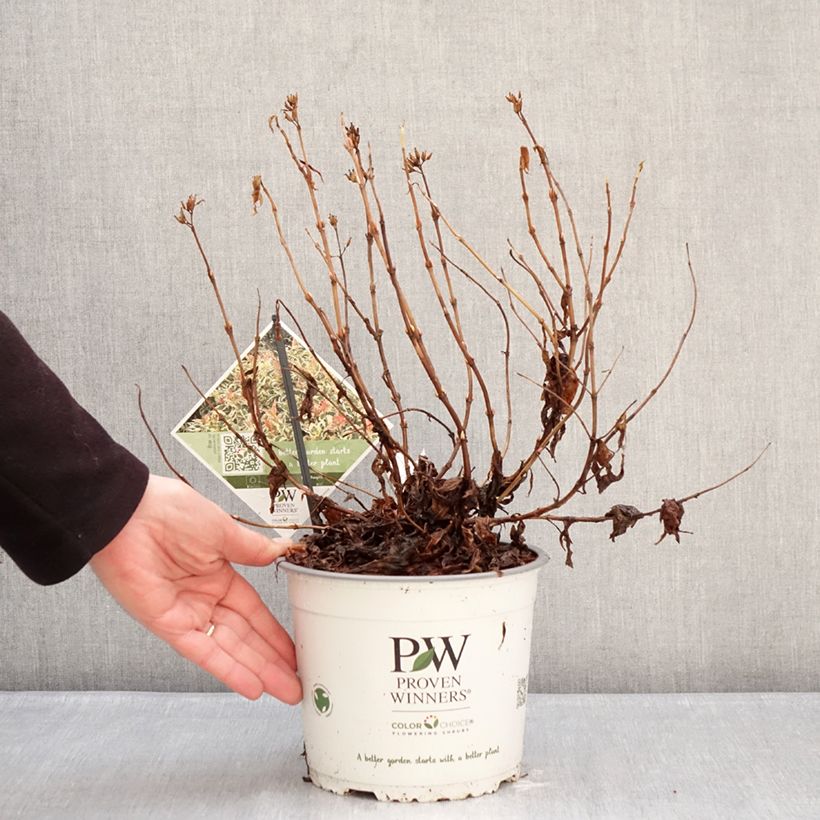 Diervilla Kodiak Mixx - Brezalillo Maceta 3L/4L Ejemplar entregado en invierno