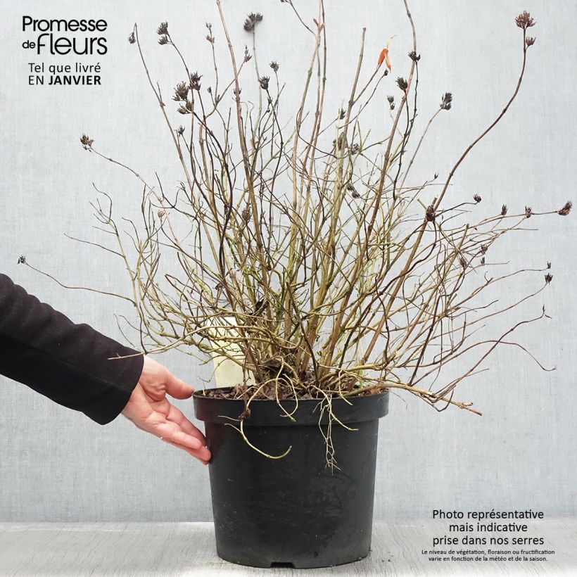 Diervilla rivularis Honeybee - Brezalillo Maceta 7,5L/10L Ejemplar entregado en invierno