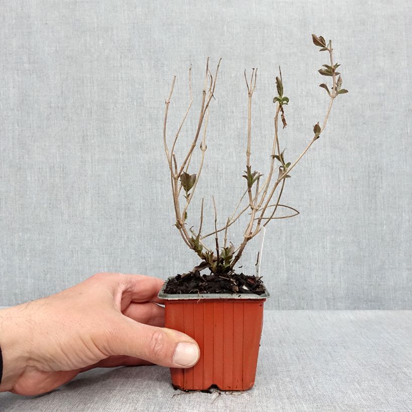 Diervilla rivularis Troja Black - Brezalillo Maceta de 8/9 cm Ejemplar entregado en la primavera