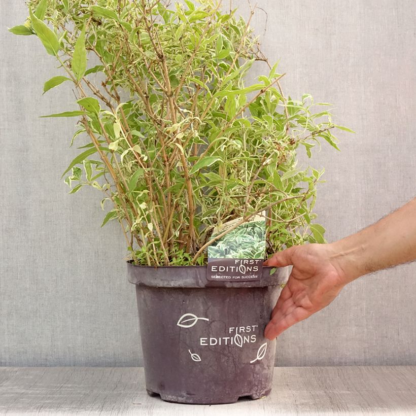 Ejemplar de Diervilla sessilifolia Cool Splash - Brezalillo Maceta 7,5L/10L entregado en verano