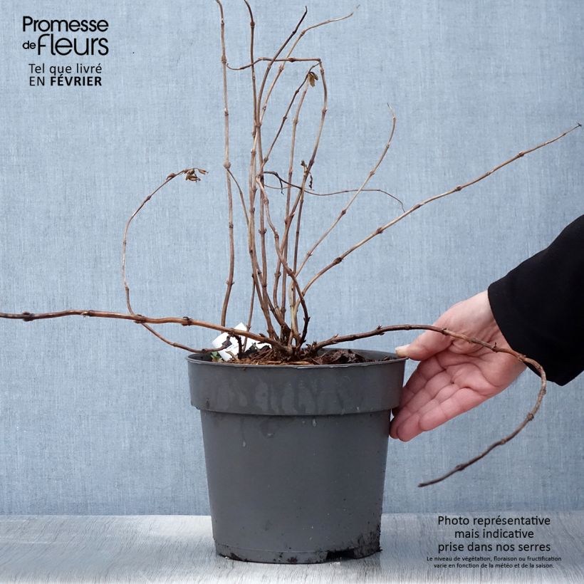 Diervilla Honey Surprise - Brezalillo Maceta 4L/5L Ejemplar entregado en invierno