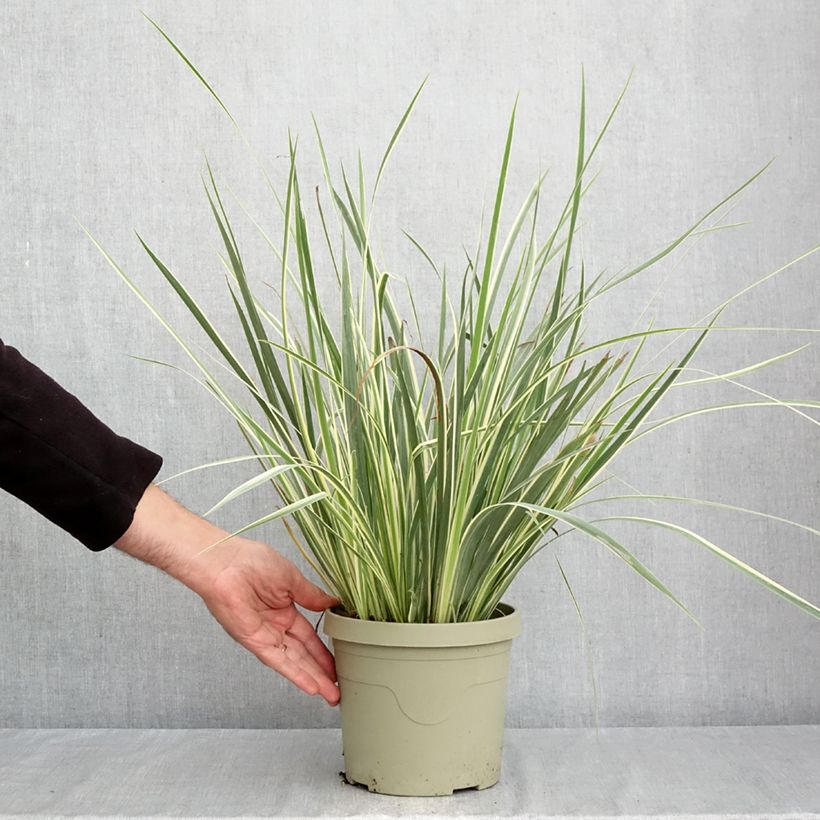 Ejemplar de Dietes bicolor Milky Way - Iris africano Maceta 3L/4L entregado en otoño