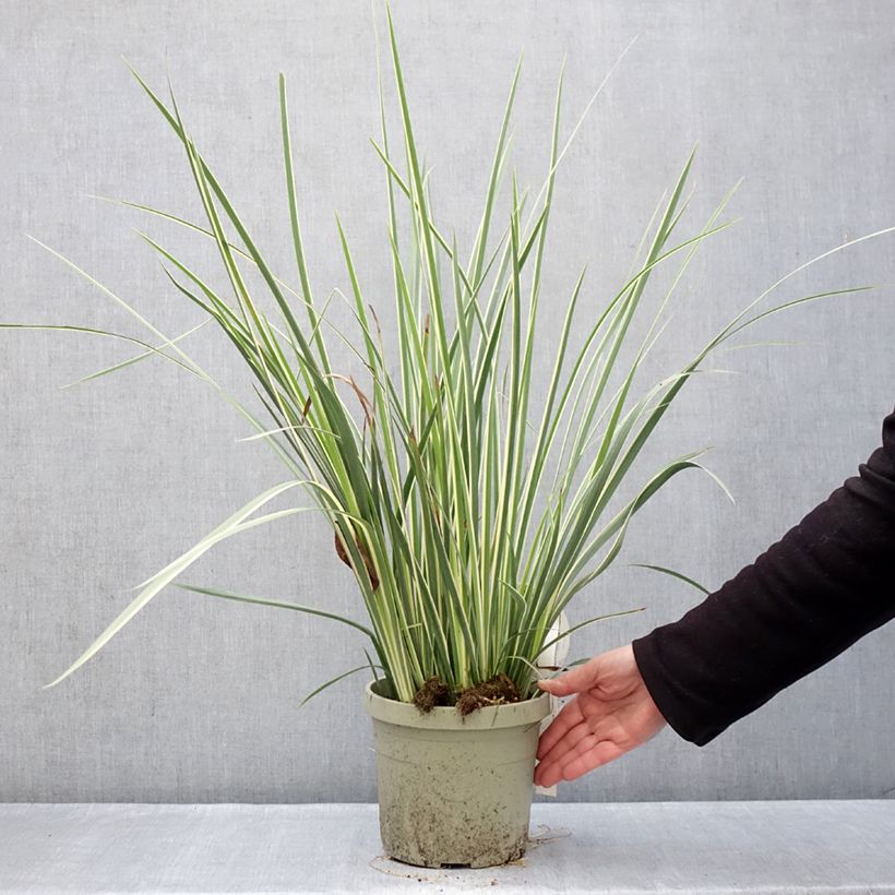 Dietes bicolor Milky Way - Iris africano Maceta 3L/4L Ejemplar entregado en invierno