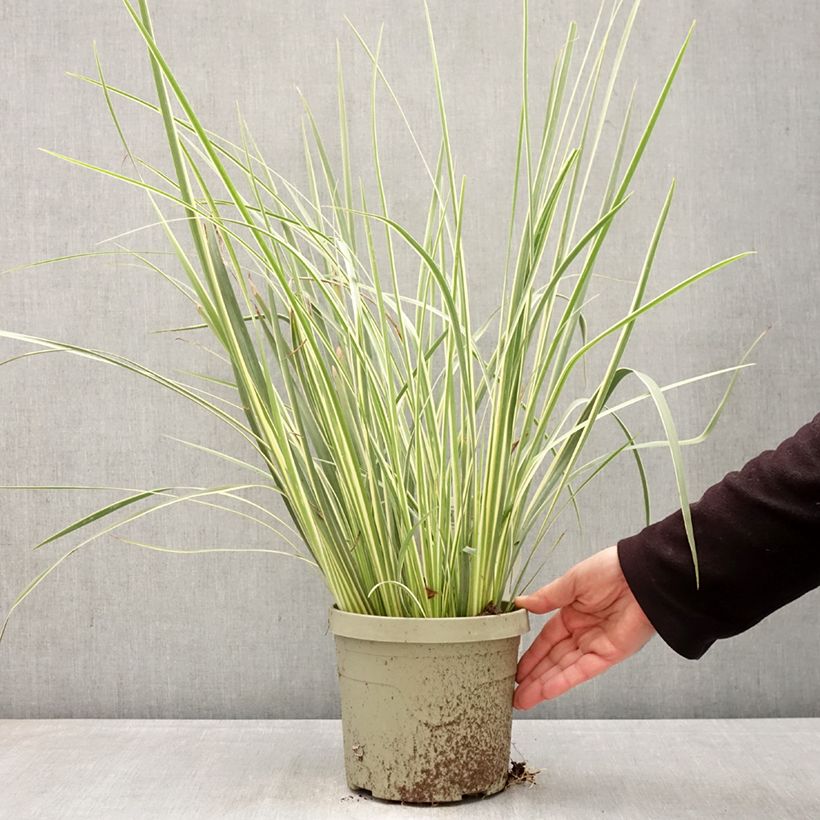 Dietes bicolor Milky Way - Iris africano Maceta 3L/4L Ejemplar entregado en la primavera