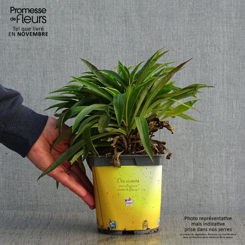 Ejemplar de Digitalis Goldcrest - Digital Maceta 1,5L/2L entregado en otoño