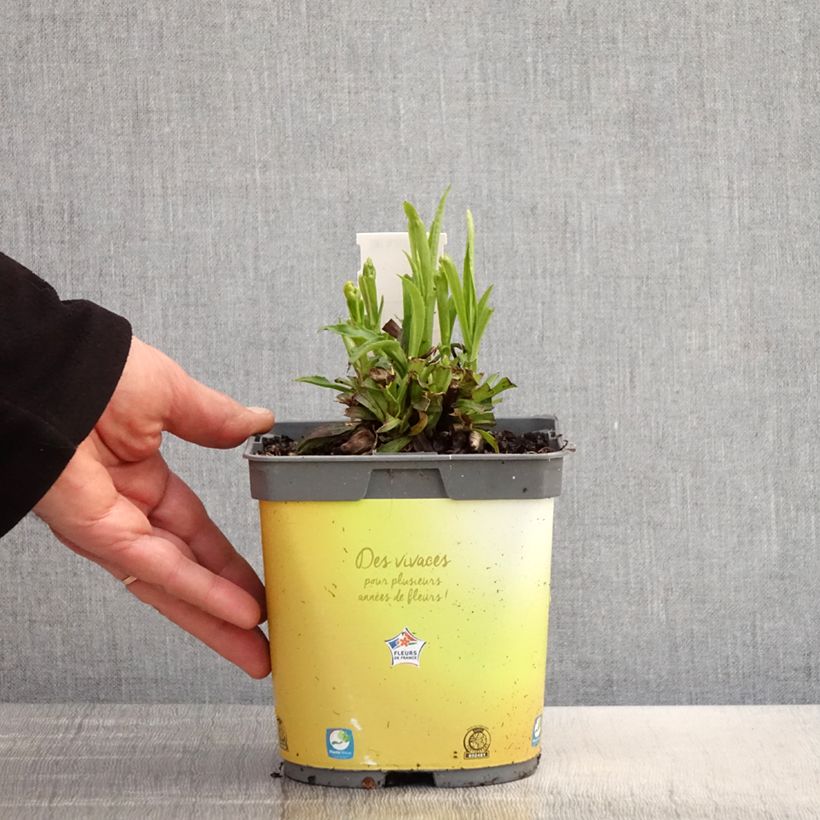 Digitalis Goldcrest - Digital Maceta 1,5L/2L Ejemplar entregado en la primavera