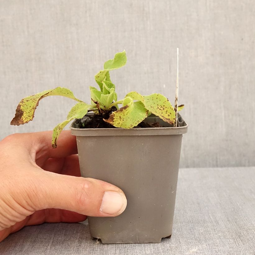 Ejemplar de Digitalis purpurea Monstrosa Maceta de 8/9 cm entregado en verano