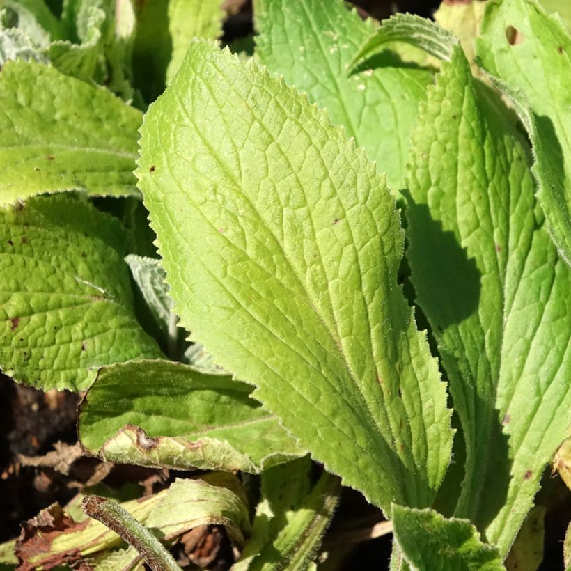Digitalis mertonensis Summer King - Dedalera (Follaje)