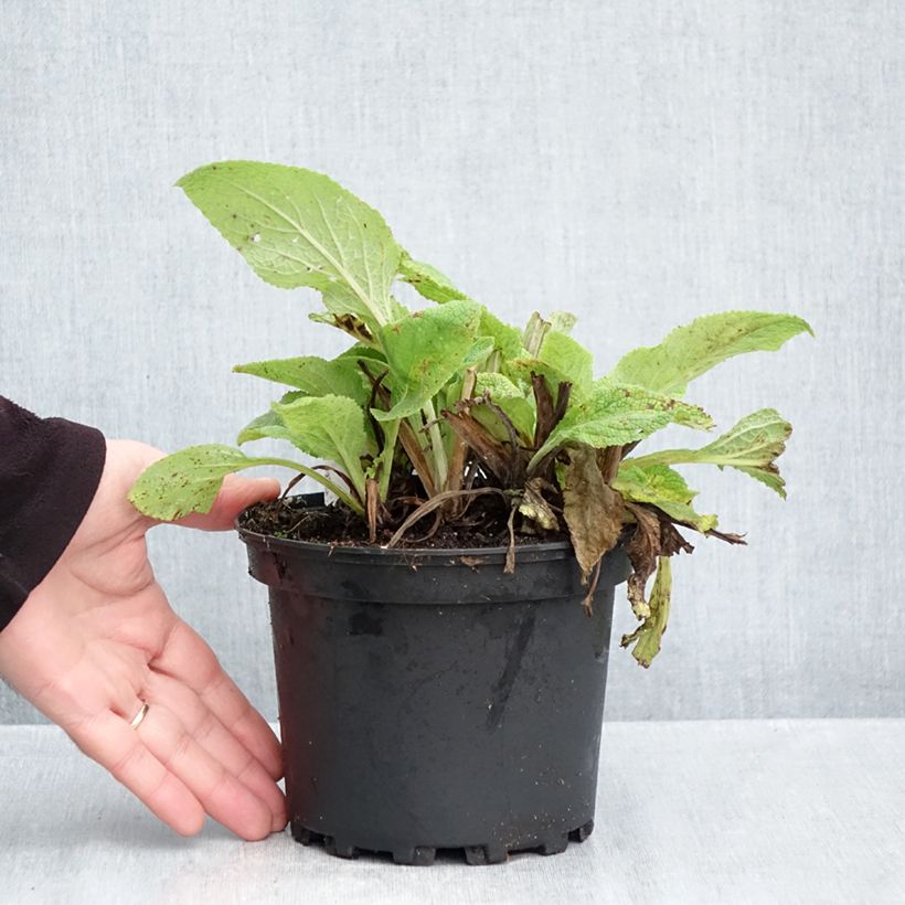 Ejemplar de Digitalis purpurea Maceta 2L/3L entregado en otoño