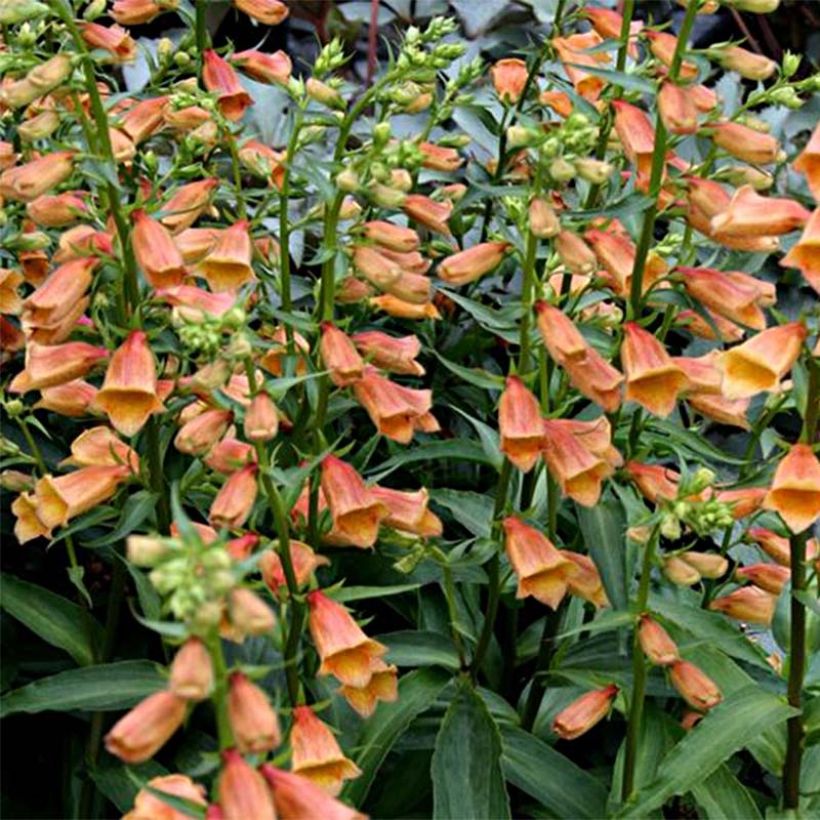 Digitalis Goldcrest - Digital (Floración)